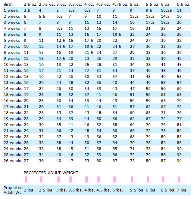 miniature poodle size chart