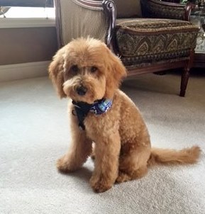 15 lb goldendoodle