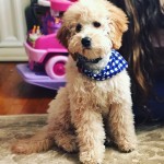 heather-bosserman-petite-lola-pup-18-lbs-4-5-months-old