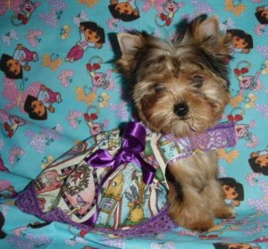 german yorkie for sale akc yorkies german biewer yorkies simons poodles german yorkie for sale akc yorkies german biewer yorkies simons poodles