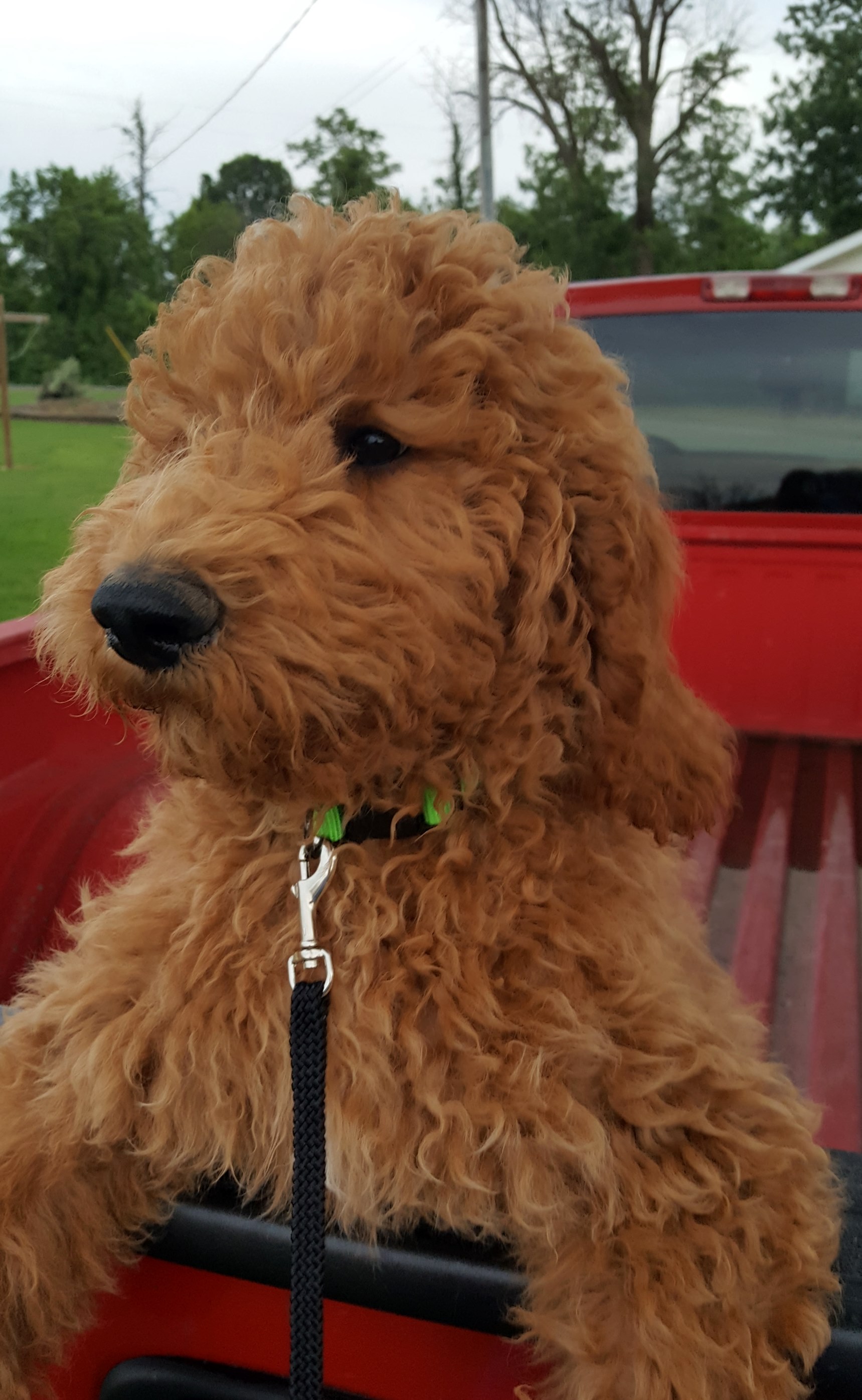 Ollie BOY 3 Simons Poodles