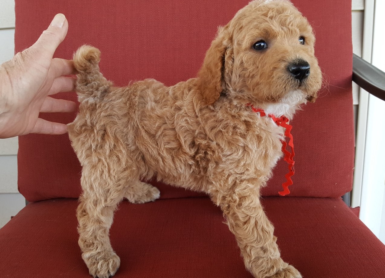 Ollie BOY 1 Simons Poodles